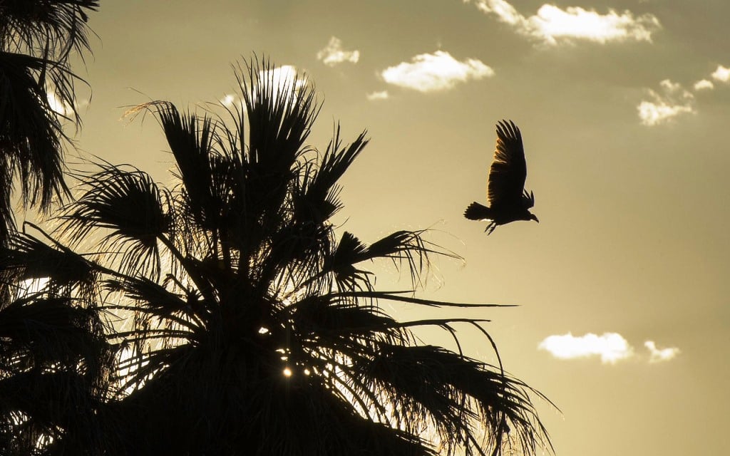 PLANES DE VIGILANCIA AMBIENTAL - ALLPE MEDIO AMBIENTE